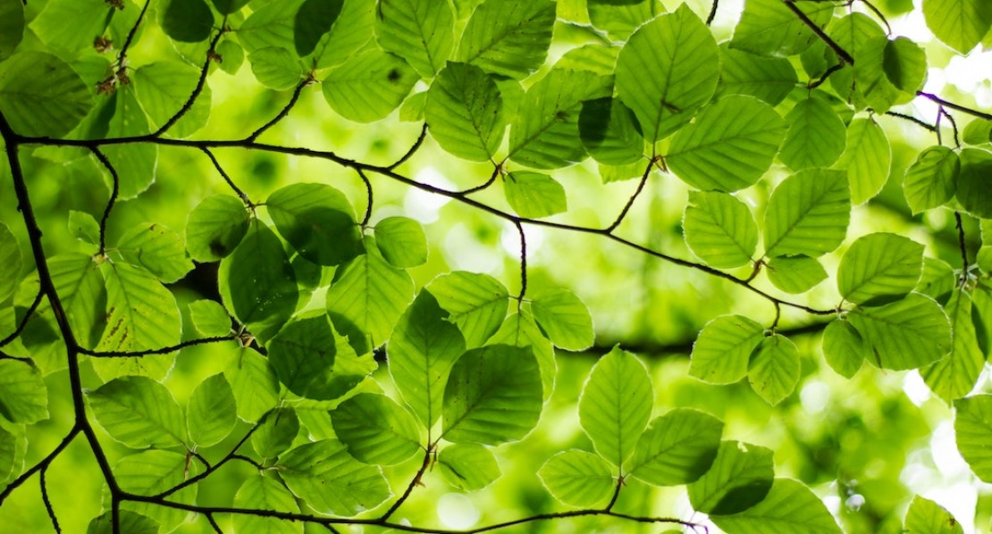 spring news