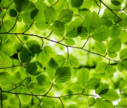 spring news